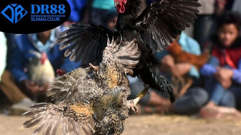 Những chiến thuật và mẹo chơi đá gà online DR88 hiệu quả nhất