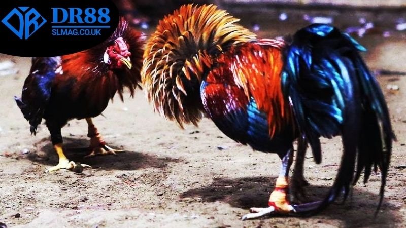 Các loại cá cược phổ biến trong đá gà Thomo trực tuyến DR88