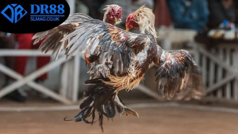 Các ưu điểm nổi trội nhất khi chơi đá gà Thomo trực tuyến DR88