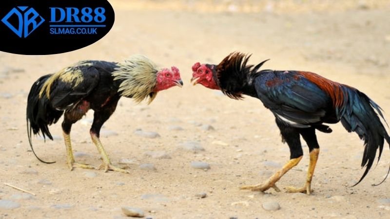 Những mẹo để thắng lớn khi chơi đá gà Thomo trực tuyến DR88