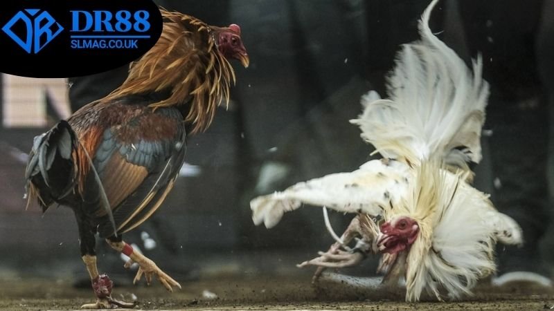 Lợi ích nhận được từ việc theo dõi lịch thi đấu đá gà DR88