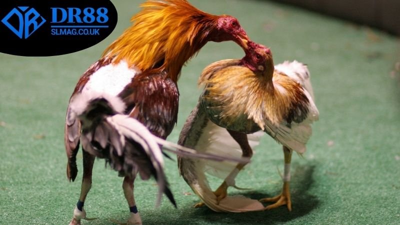 Những đặc điểm nổi bật nhất sẽ thấy trong lịch thi đấu đá gà DR88