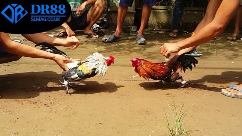Tham gia theo dõi lịch thi đấu đá gà DR88 và cược thắng lợi