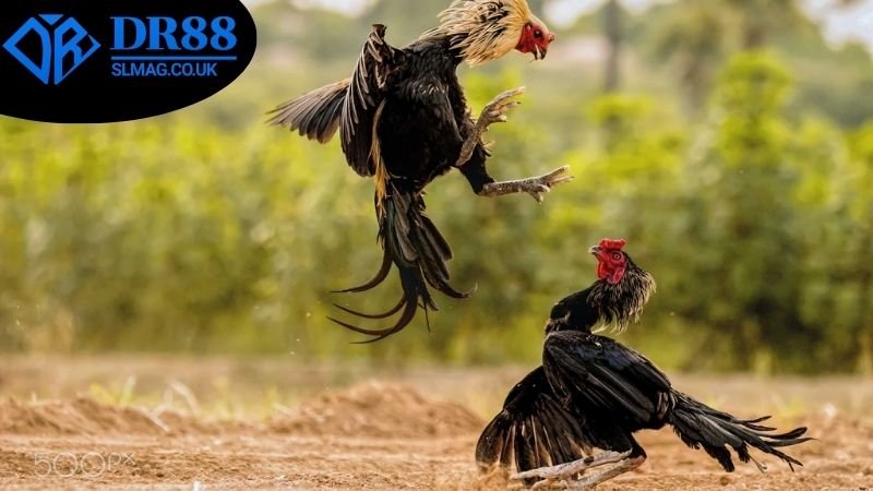 Chiến thuật quản lý vốn và tâm lý để duy trì lâu dài trong khi cá cược